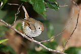 Tasmanian Thornbill